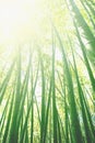 Bamboo grove forest. Underwood view. Exotic tropical nature Royalty Free Stock Photo