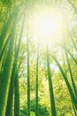 Bamboo grove forest. Underwood view. Exotic tropical nature Royalty Free Stock Photo