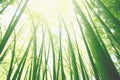 Bamboo grove forest. Underwood view. Exotic tropical nature Royalty Free Stock Photo