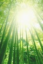 Bamboo grove forest. Underwood view. Exotic tropical nature Royalty Free Stock Photo