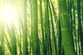 Bamboo grove forest. Underwood view. Exotic tropical nature Royalty Free Stock Photo