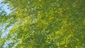 Bamboo Grove. Giant Bamboo Forest. Bamboo Leaves Against A Blue Sky Background. Still. Royalty Free Stock Photo