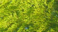 Bamboo Grove. Giant Bamboo Forest. Bamboo Leaves Against A Blue Sky Background. Still. Royalty Free Stock Photo