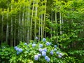 Bamboo grove and Hydrangeas