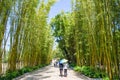 Bamboo grove island which is one of the scenic area in Green Lake Park Cui Hu Park.