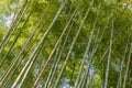 Bamboo grove in Japan captured in sunlight, with tall vertical bamboo trunks and dense green foliage creating a natural pattern Royalty Free Stock Photo