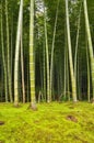 Bamboo grove arashiyama Kyoto, Japan Royalty Free Stock Photo