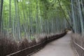 Bamboo grove in Kyoto, Japan Royalty Free Stock Photo