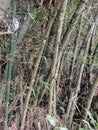 bamboo grove in the rainforest bambusa spinosa thorn bamboo Royalty Free Stock Photo