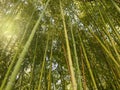 Bamboo grove