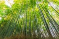 Bamboo Groves, bamboo forest.