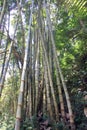 Bamboo growing in Bali