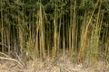 Bamboo colony growing at the edge of the field