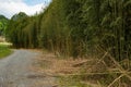 Bamboo growing at the edge of the field