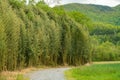 Bamboo growing at the edge of the field