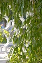 Bamboo growing in front of stone latticework