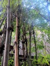 bamboo growing thickly in the middle of old buildings Royalty Free Stock Photo