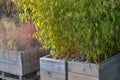 Bamboo growing in a wooden pot with a paste lining. natural board cover.