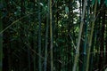 Bamboo.