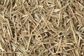 Bamboo hay stack dry in autumn , forest bamboo leaved textured brown color background .