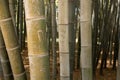 Bamboo with human signatures in the forest Royalty Free Stock Photo
