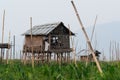 Bamboo hut on Taunggyi floating vegetable gardens of Inle lake, Myanmar Royalty Free Stock Photo