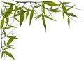 Bamboo illustration Royalty Free Stock Photo