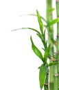 Bamboo isolated Royalty Free Stock Photo