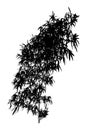 Bamboo. Isolated black tree silhouettes on white background