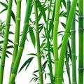 Bamboo Isolated on Transparent Background