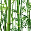 Bamboo Isolated on Transparent Background