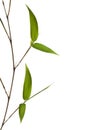 Bamboo Isolated White Background Royalty Free Stock Photo
