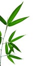 Bamboo Isolated White Background Royalty Free Stock Photo