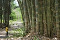 Bamboo in jungle Flores Indonesia