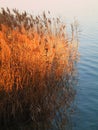 Bamboo in the lake Royalty Free Stock Photo