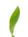 Bamboo leaf