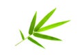 Bamboo leaf Royalty Free Stock Photo