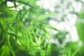 Bamboo leaf and abstract green background bokeh.blured background,selective focus Royalty Free Stock Photo