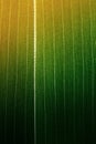 Bamboo leaf background Royalty Free Stock Photo