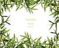 Bamboo leaf background Royalty Free Stock Photo