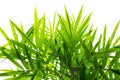 Bamboo leaf background Royalty Free Stock Photo