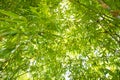 Bamboo leaf background. Royalty Free Stock Photo