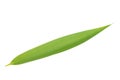 Bamboo leaf Royalty Free Stock Photo