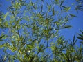 Bamboo leaf with blue sky Royalty Free Stock Photo