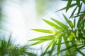 Bamboo leaf on blurred background. Royalty Free Stock Photo