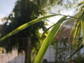 Bamboo Leaf Brigh