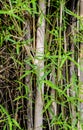 Bamboo leaf close up shot Royalty Free Stock Photo