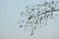 Bamboo leaf flowing from wind blow on sky background Royalty Free Stock Photo