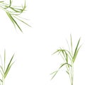 Bamboo Leaf Grass Royalty Free Stock Photo