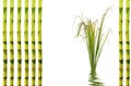 Bamboo Leaf Grass